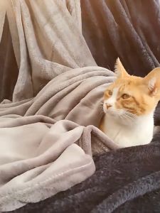 Pet Blanket Cat Dog Mat Warm Sleeping Blankets Towel Selimut Kucing 保暖宠物毯猫用被子