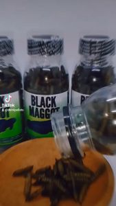 Black Maggot Untuk Asiatica ws / Maru dalam Kemasan Botol 100ml