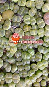 Green Lesliei Lithops