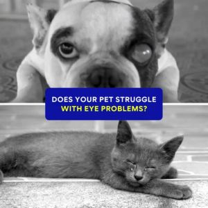 Petcher Pet Eye Drops 10ml for Dogs & Cats Pet Grooming Eye Care Gentle Formula Reduces Tear Stains & Fights Infections Safe on Sensitive Skin