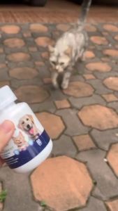 Plaque-Guard Probiotics Dental Supplement ขนมน้องหมา ลดหินปูน ลดกลิ่นปาก พลัคการ์ด บรรจุ 60 เม็ด