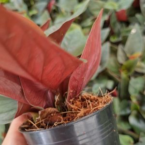 ❤ โปร 2.2 ❤ (3 กิ่งลด 5.-) พลูอินโดหลังแดง ไม้มงคล ต้นไม้ปลูกน้ำ ต้นไม้เลี้ยงในน้ำ เลี้ยงง่าย ไม้น้ำฟอกอากาศ ประดับบ้าน โต๊ะทำงาน