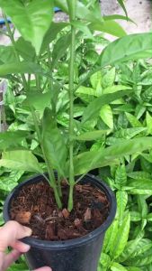 ฮว่านง็อก #ต้นพญาวานร ว่านง๊อก สมุนไพรพร้อมปลูก ส่งพร้อมถุงหรือกระถาง 6 นิ้ว สูง20-30 ซม. สมุนไพร รักษาโรคไขข้ออักเสบพร้อมส่ง mefarmsook