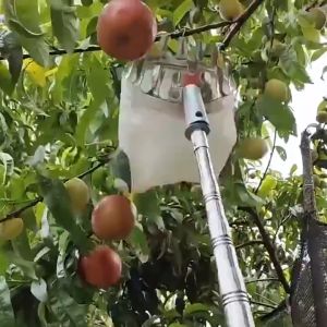 Pengait Buah Kait Buah Fruit Picker Fabric Gardening Tools Fruit Tree Picking Tool Outdoor  水果摘果器