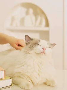 SKISOPGO COD หวีแมวฟักทองลอย หวีกำจัดขน หวีแปรงขนสัตว์เลี้ยง ที่แปรงขนสุนัข แมว มีปุ่มกดเพื่อดันขนออก ทำความสะอาดง่าย