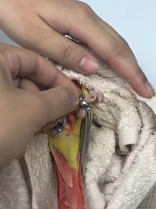 Youngke ห่วงขานก ห่วงขานกหัวจุก ห่วงขานกเขาไหญ่ ห่วงขานกแก้ว ห่วงใส่ขานก ห่วงขานกฟอพัส