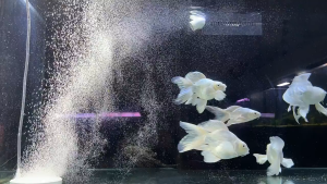 35/50/80mm Batu Aerasi Aquarium / Batu Aerator Nano / Air Stone / Batu Gelembung Udara