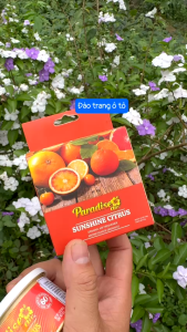 Sáp Thơm Ô Tô PARADISE 42G Sáp Thơm Phòng Xe Hơi Ô Tô Khử Mùi Chống Ẩm hàng nhập khẩu cho xe ô tô