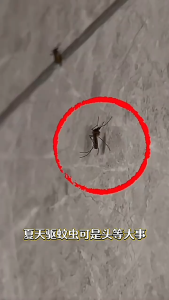 【𝗦𝗚 𝗦𝗧𝗢𝗖𝗞 】Mosquito Repellent Gel Cockroach/Lizard/Ants/Flies Magic Box Safe & Non-toxic Ant Killer Plant-Based Formula