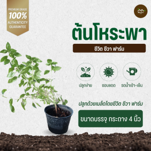 ต้นโหระพา