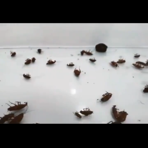 12PCS Japan Cockroach Gel Cockroach Killer home cockroach bait Insect Killer Cockroach Medicine Powd