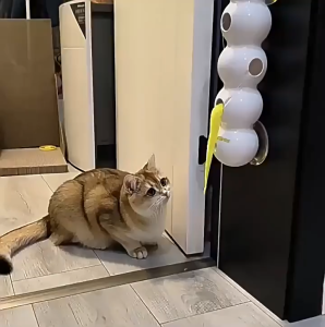 ไฟฟ้าของเล่นเเมว ไฟฟ้าของเล่นแมว ไฟฟ้าไม้ตกแมว cat toy อัตโนมัติ