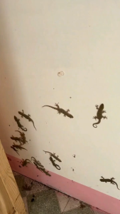 ✅ตุ๊กแกหายไปแล้ว✅ 2025 ไล่จิ้งจก ยาไล่จิ้งจก ยาไล่ตุ๊กแก ยาฆ่าตุ๊กแก กำจัดตุ๊กแกอย่างปลอดภัย ปลอดภัยต่อแม่ลูกไร้เสียง