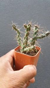 ต้นไม้อวบน้ำ กุหลาบหิน หนามดู CYLINDROPUNTIA Fulgida  #succulents #CYLINDROPUNTIA
