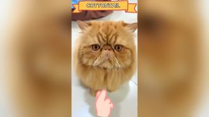 OLIVE CARE Vitamin Kucing MASALAH PENCERNAAN untuk Diare Mencret Pup - 10 KAPSUL