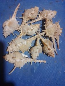Kerang Duri 50gram isi 10 pcs