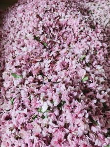 Pure Rose Water 500ml Brightening Skin Toner No Additives Anti-Dark Yellowing Special for Skin Toning And Hydrating