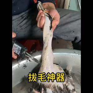 Electric Quick Hair Remover Chicken Hair Extractor Duck Goose Automatic Epilator Feather Plucker