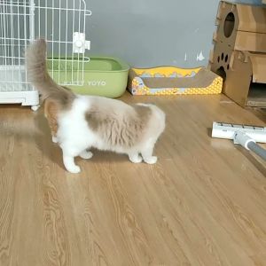 2 in 1 Laser Kucing Mainan Hewan Laser Lampu Senter Pointer Cat Toys