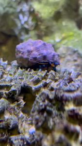 Blue Hermit Crab ปูเฉสวร ขาฟ้า ตะไคร่เขียว ตะไคร่ขน ตามหินตามพื้น สำหรับตู้ปลาทะเลเท่านั้น