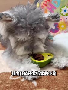 petlimit | Durable Biting Intelligent Feeding Pet Toy