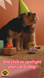 AlphabetWall for Cat&Dog Birthday Party Adorable Multi-color Cat&Dog Illustrations flag pet birthday