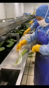 Natural aloe vera extract soothing gel 92% alami tanpa pengawet