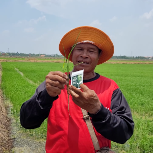 มาสเตอร์แพลนท์ขนาดทดลอง (ของแท้จากบริษัท100%)เร่งราก แตกกอไว ใบเขียวเข้ม ดอกผลสมบูรณ์ เพิ่มผลผลิตได้ทุกพืช แข็งแรงตั้งแต่ต้นจนเก็บเกี่ยว บำรุงราก แตกกอไว ใบเขียว ผลผลิตเพิ่ม ใช้ได้กับพืชทุกชนิด