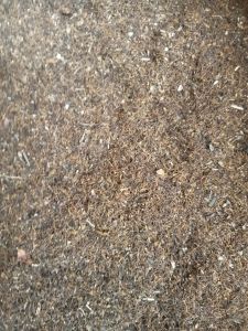 sungut benang sari putik cengkeh 1kg kering.