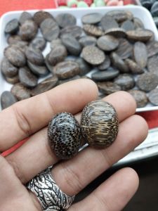 mata cincin kayu liwung