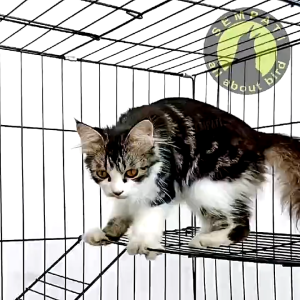 SEMPATI GROSIR Sangkar Kucing Standar Size Jumbo Xl Ekonomis Isi 5 Pcs Sangkar Kandang Burung Kucing Anjing Kelinci Hamster Marmut Landak Free Tatakan Plus Tangkringan