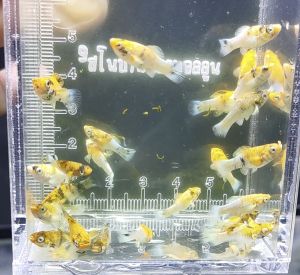 อาหารปลาบอลลูนเรดเฮดไซส์ขุน 25วันถึง1เดือน