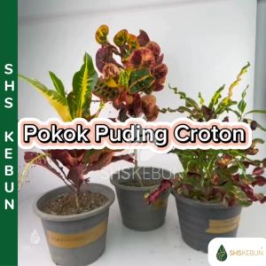 Croton Pokok Puding Thailand Siam Codiaeum Variegatum Pokok Puding Taiwan Codiaeum Variegatum Thailand Live Plant SHS Kebun
