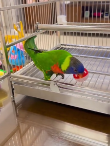 ของเล่นสัตว์เลี้ยง ฝึกความยืดหยุ่นของแมว คละสี คลายเครียด ลูกบอลกระดิ่ง ของเล่นแมว