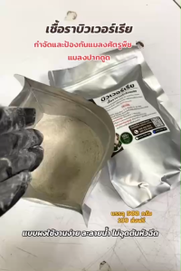 เชื้อรากำจัดแมลงศัตรูพืช บิวเวอร์เรีย