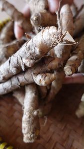 Temu Giring Segar 1kg Organik Lulur Tradisional dari Gunung Kidul