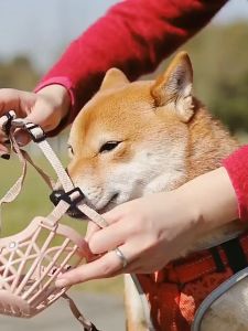 Pet Dog Breathable Mouth Cover For Dog Adjustable Muzzle Basket Anti-Biting Anti-Barking Dog Muzzle