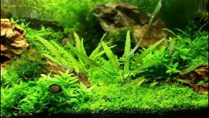 Kéo Cắt Tỉa Cây Trồng Thủy Sinh 25cm Đa Dạng Mẫu Mã Dễ Dàng Xén Ngọn Tỉa Cành Nhanh Chóng