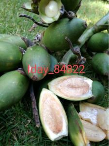 1kg buah pinang muda asli seger PALING MURAH MERIAH obat herbal alami BELI 5KG GRATIS 500G
