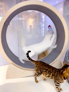 Cat Treadmill Silent Roller Solid Wooden Cat Toys Sturdy Easy to Install Cat Exercise Running Wheel