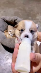 ขวดนม สำหรับสัตว์เลี้ยง ขวดนมลูกแมว ใช้ป้อนลูกสุนัขแรกเกิดและ ลูกแมว ขวดนมลูกสุนัข จุ๊กนมนุ่ม ขวดนมแมว