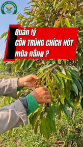(100g) Thuốc trừ sâu BOMBI GOLD 500WG - hiệu Tiêu Rầy Thái 100gam - DẠNG CỐM - MÁT CÂY