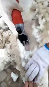 Mata Pisau Untuk Alat Cukur Kambing Domba/Mata Pisau Cukur Bulu Kambing Domba