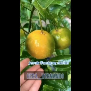Bibit Jeruk Santang Madu Manis & Pohon Berbuah