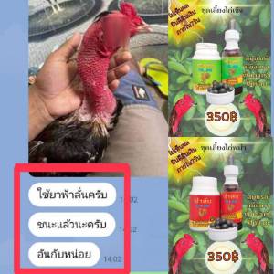 ชุดเลี้ยงไก่ชนฟ้าลั่น