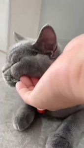 PET COLLAR / KALUNG HEWAN ANJING KUCING KELINCI MUSANG FEZONE