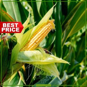 "GalaxySeeds" Premium Yellow Corn (20 Seed) for Vegetable Gardening - High-Quality Hybrid Maize Plant Seeds + Fertilizer