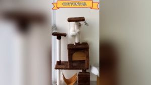 Holycatlabs Power Bug Protein Kucing 50gr Vitamin Nutrisi Kucing