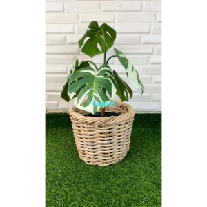 Pohon Artificial Tanaman Hias Monstera Variegata Juntai X5 Latex Cover Pot Rotan Dekorasi Hiasan Ruang Tamu