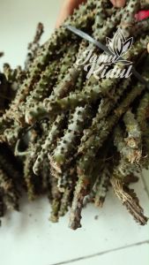 Batang Brotowali 1KG - Batrawali Segar Murah